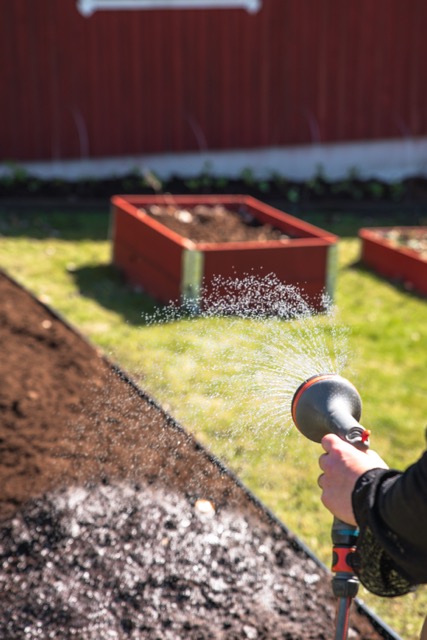 kantstål planteringstips