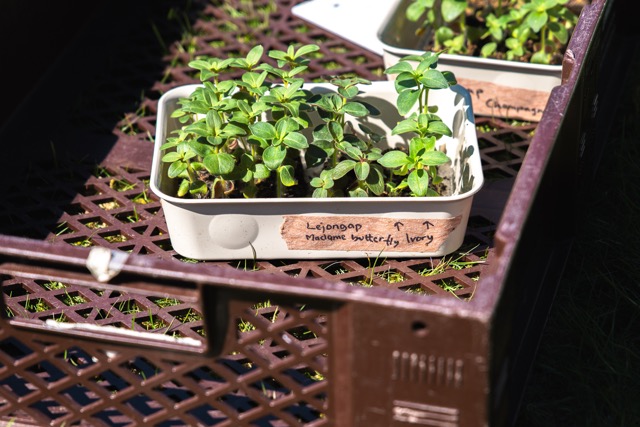 Planteringstips kantstål