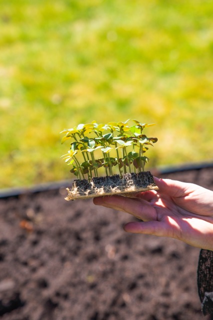 plantering corten blomma