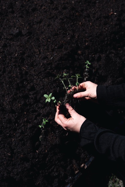 Inspiration kantstål plantering